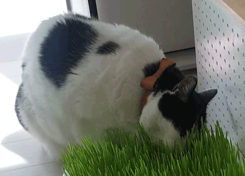 kabi cat grace-2.gif